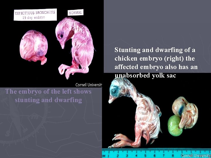 Stunting and dwarfing of a chicken embryo (right) the affected embryo also has an