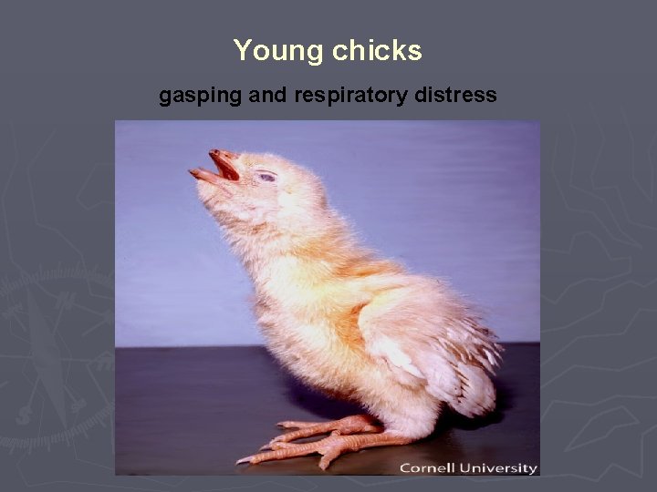 Young chicks gasping and respiratory distress 