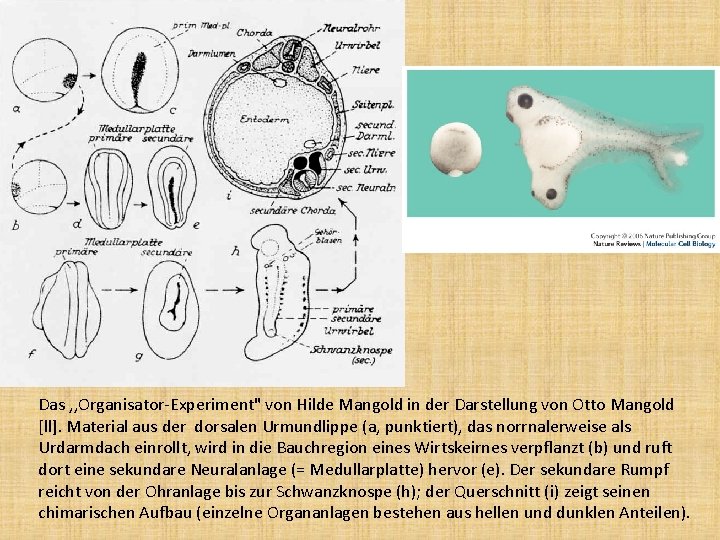 Das , , Organisator-Experiment" von Hilde Mangold in der Darstellung von Otto Mangold [ll].