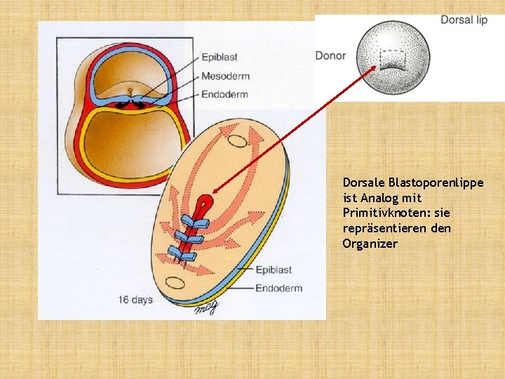 Dorsale Blastoporenlippe ist Analog mit Primitivknoten: sie repräsentieren den Organizer 