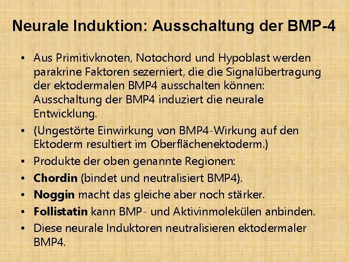 Neurale Induktion: Ausschaltung der BMP-4 • Aus Primitivknoten, Notochord und Hypoblast werden parakrine Faktoren