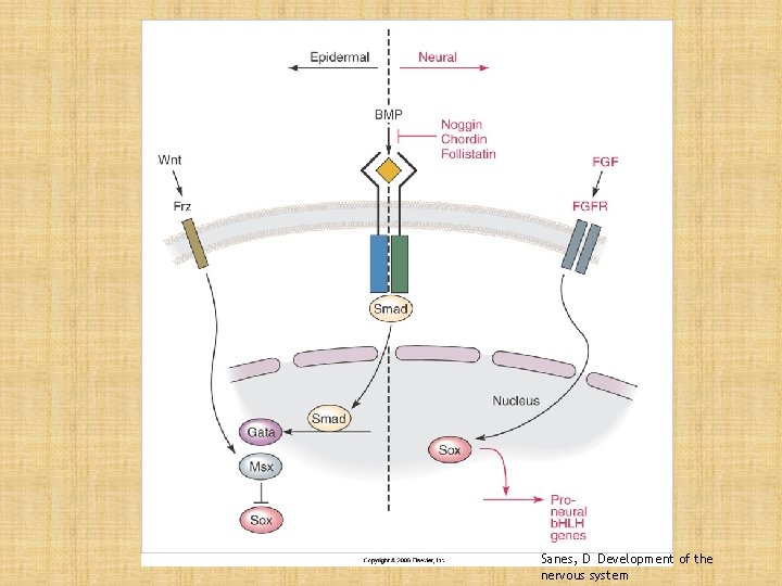 Sanes, D Development of the nervous system 