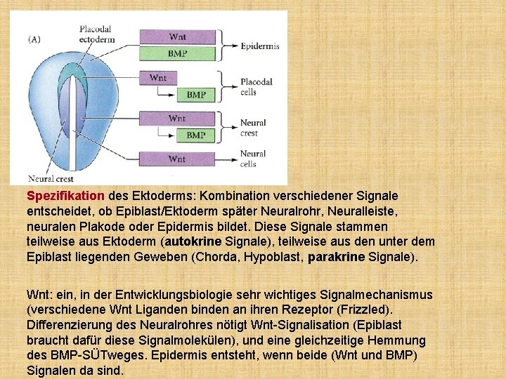 Spezifikation des Ektoderms: Kombination verschiedener Signale entscheidet, ob Epiblast/Ektoderm später Neuralrohr, Neuralleiste, neuralen Plakode