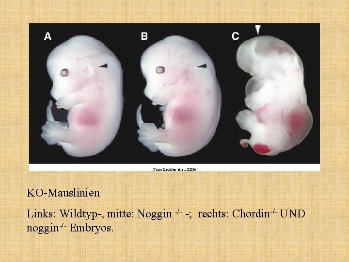 KO-Mauslinien Links: Wildtyp-, mitte: Noggin -/- -; rechts: Chordin-/- UND noggin-/- Embryos. 