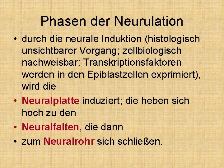 Phasen der Neurulation • durch die neurale Induktion (histologisch unsichtbarer Vorgang; zellbiologisch nachweisbar: Transkriptionsfaktoren