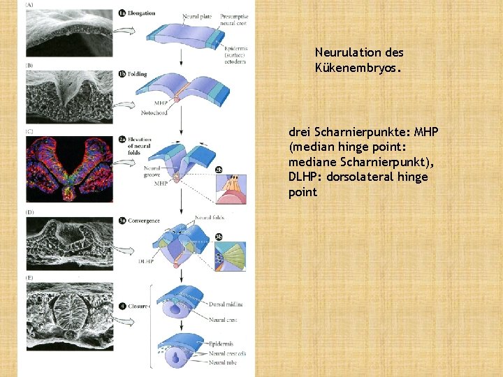 Neurulation des Kükenembryos. drei Scharnierpunkte: MHP (median hinge point: mediane Scharnierpunkt), DLHP: dorsolateral hinge