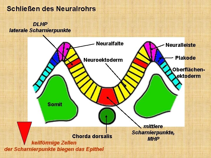 Schließen des Neuralrohrs DLHP laterale Scharnierpunkte Neuralfalte Neuralleiste Neuroektoderm Plakode Oberflächenektoderm Somit Chorda dorsalis