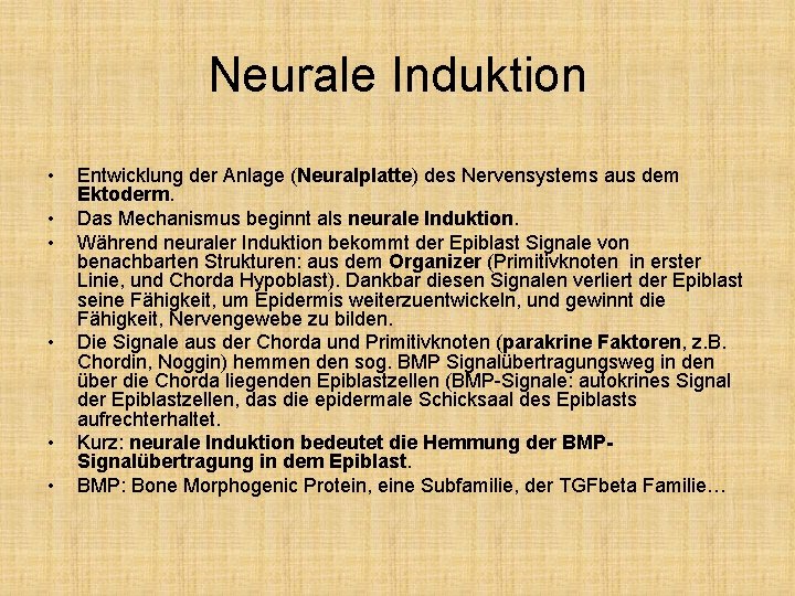 Neurale Induktion • • • Entwicklung der Anlage (Neuralplatte) des Nervensystems aus dem Ektoderm.