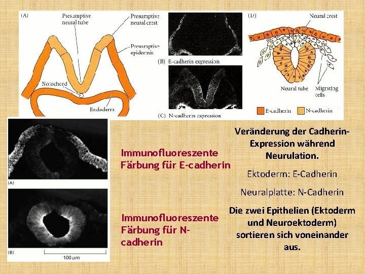 Immunofluoreszente Färbung für E-cadherin Veränderung der Cadherin. Expression während Neurulation. Ektoderm: E-Cadherin Neuralplatte: N-Cadherin