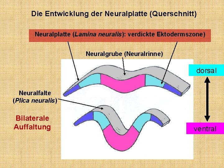 Die Entwicklung der Neuralplatte (Querschnitt) Neuralplatte (Lamina neuralis): verdickte Ektodermszone) Neuralgrube (Neuralrinne) dorsal Neuralfalte