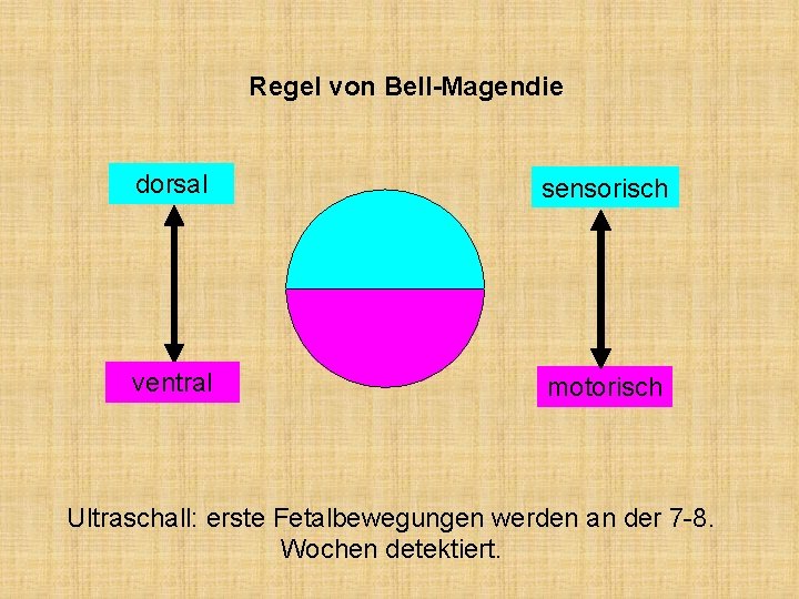 Regel von Bell-Magendie dorsal sensorisch ventral motorisch Ultraschall: erste Fetalbewegungen werden an der 7