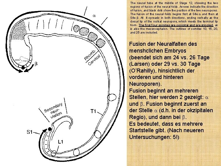 The neural tube at the middle of Stage 12, showing the two regions of