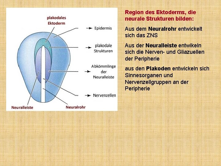 Region des Ektoderms, die neurale Strukturen bilden: Aus dem Neuralrohr entwickelt sich das ZNS