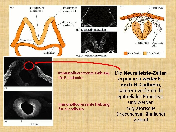 Immunofluoreszente Färbung für E-cadherin Immunofluoreszente Färbung für N-cadherin Die Neuralleiste-Zellen exprimiren weder E-, noch