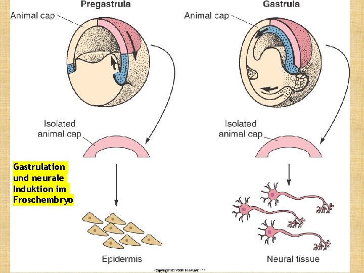 Gastrulation und neurale Induktion im Froschembryo 