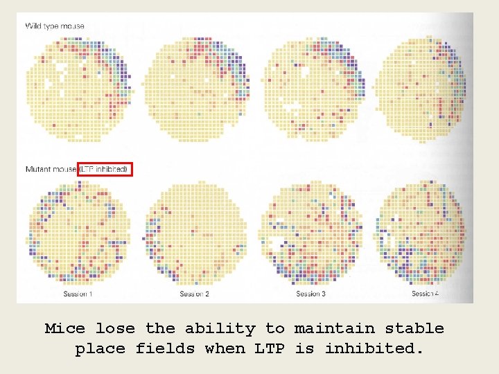 Mice lose the ability to maintain stable place fields when LTP is inhibited. 