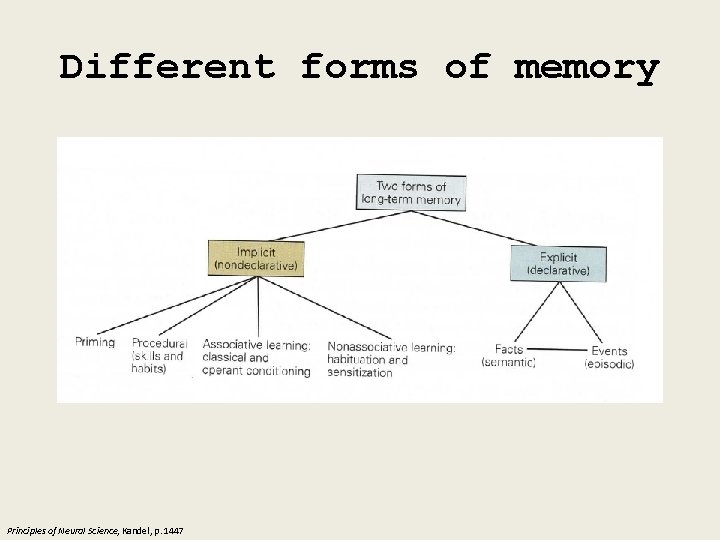 Different forms of memory Principles of Neural Science, Kandel, p. 1447 