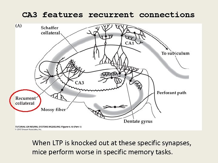 CA 3 features recurrent connections When LTP is knocked out at these specific synapses,