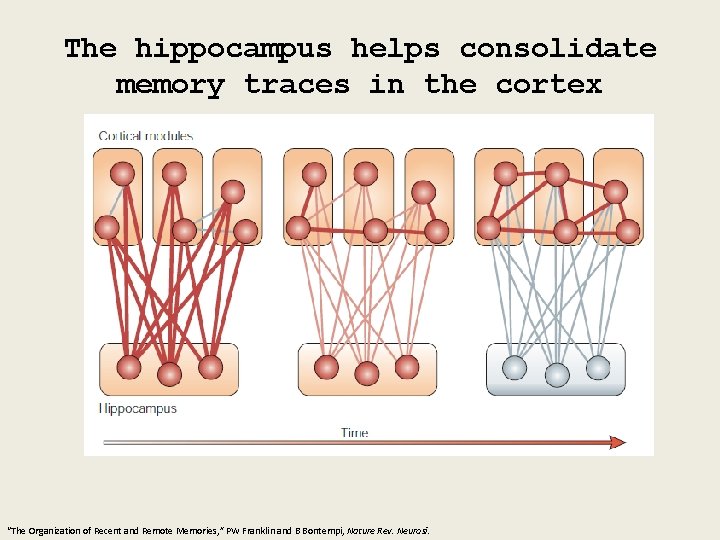 The hippocampus helps consolidate memory traces in the cortex “The Organization of Recent and