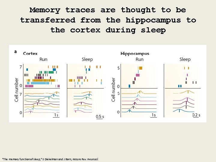 Memory traces are thought to be transferred from the hippocampus to the cortex during