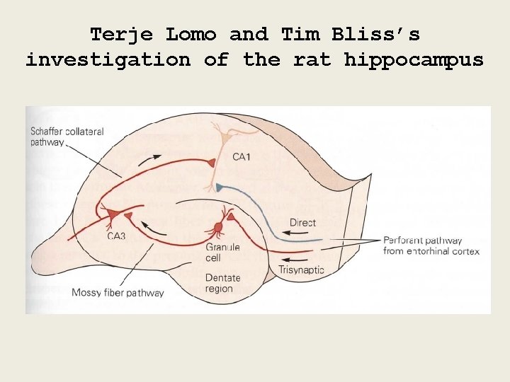 Terje Lomo and Tim Bliss’s investigation of the rat hippocampus 