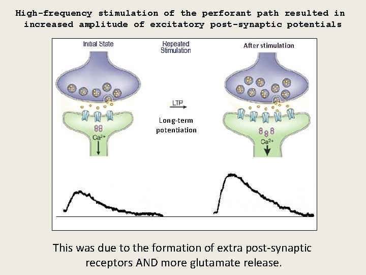 High-frequency stimulation of the perforant path resulted in increased amplitude of excitatory post-synaptic potentials