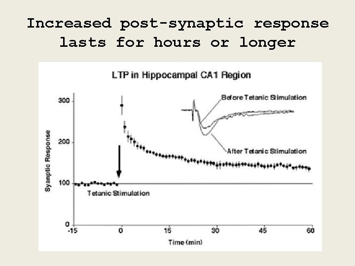 Increased post-synaptic response lasts for hours or longer 