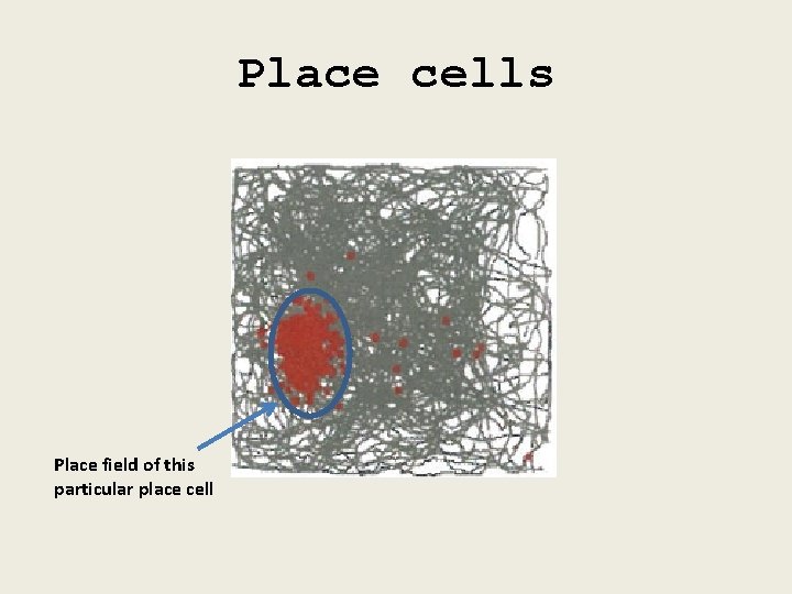 Place cells Place field of this particular place cell 