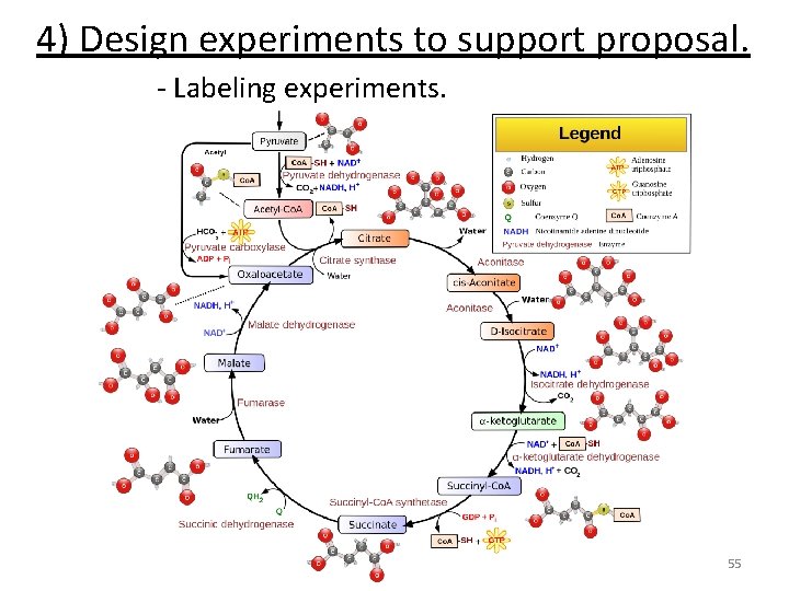4) Design experiments to support proposal. - Labeling experiments. 55 