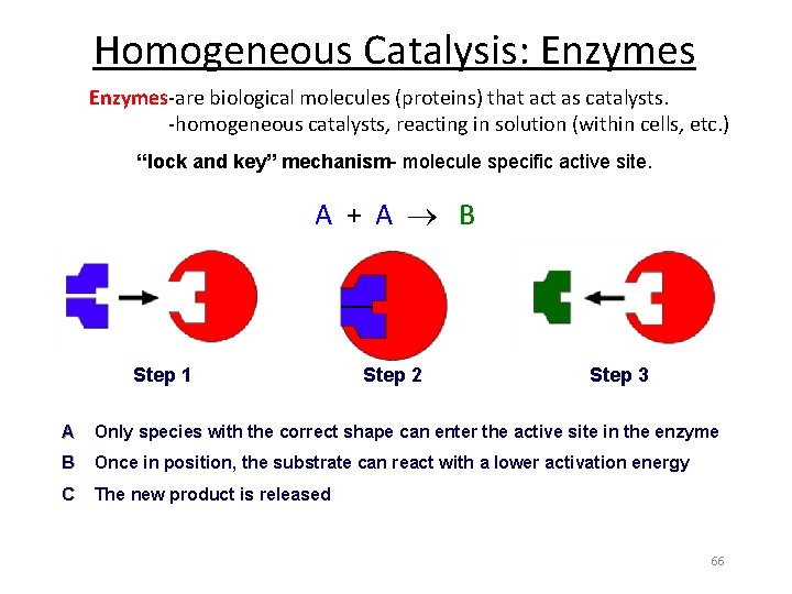 Homogeneous Catalysis: Enzymes-are biological molecules (proteins) that act as catalysts. -homogeneous catalysts, reacting in