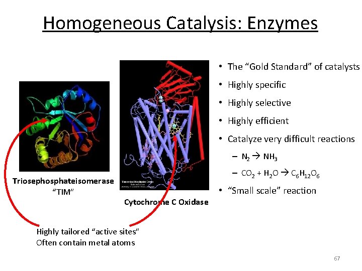 Homogeneous Catalysis: Enzymes • The “Gold Standard” of catalysts • Highly specific • Highly