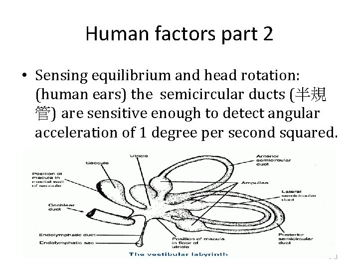 Human factors part 2 • Sensing equilibrium and head rotation: (human ears) the semicircular