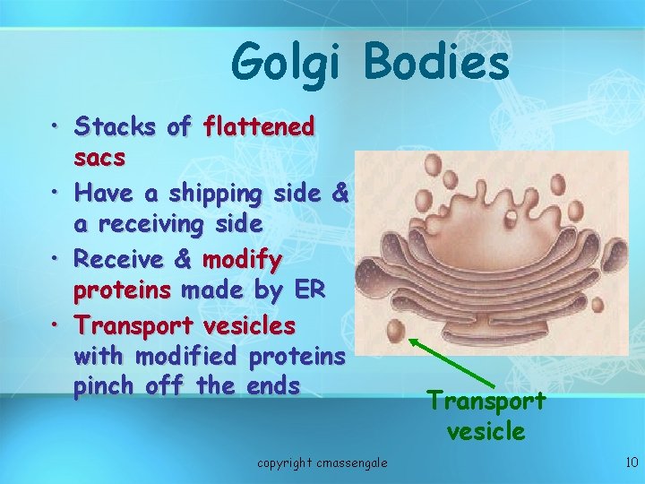 Golgi Bodies • Stacks of flattened sacs • Have a shipping side & a