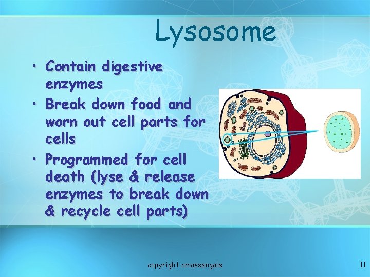 Lysosome • Contain digestive enzymes • Break down food and worn out cell parts