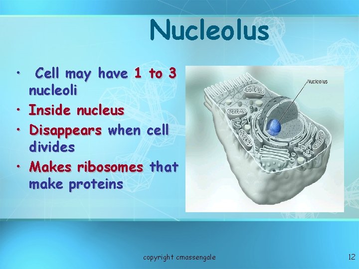 Nucleolus • Cell may have 1 to 3 nucleoli • Inside nucleus • Disappears