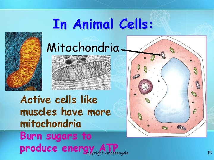 In Animal Cells: Mitochondria Active cells like muscles have more mitochondria Burn sugars to