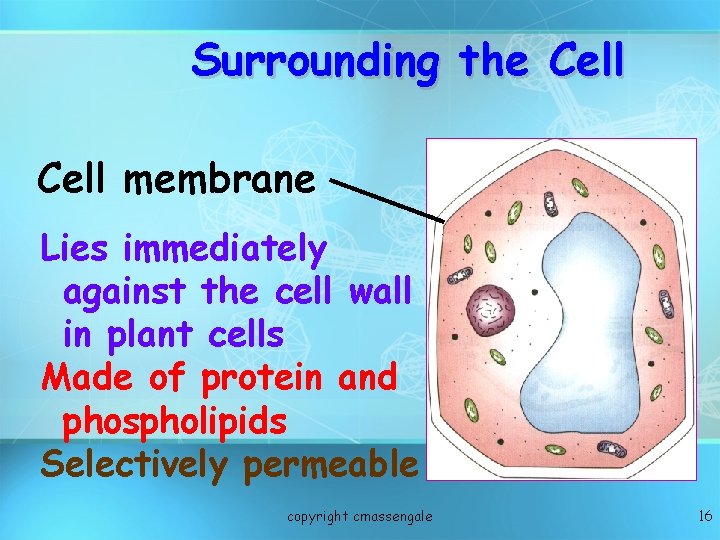 Surrounding the Cell membrane Lies immediately against the cell wall in plant cells Made