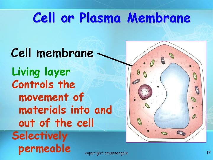 Cell or Plasma Membrane Cell membrane Living layer Controls the movement of materials into