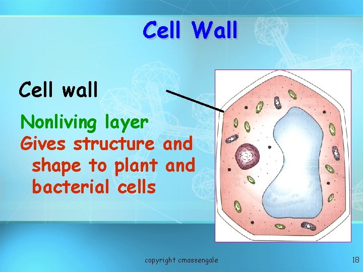 Cell Wall Cell wall Nonliving layer Gives structure and shape to plant and bacterial