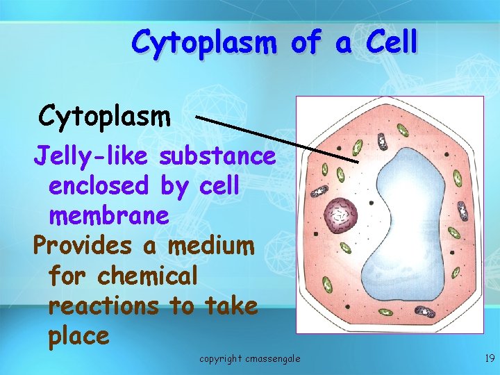 Cytoplasm of a Cell Cytoplasm Jelly-like substance enclosed by cell membrane Provides a medium