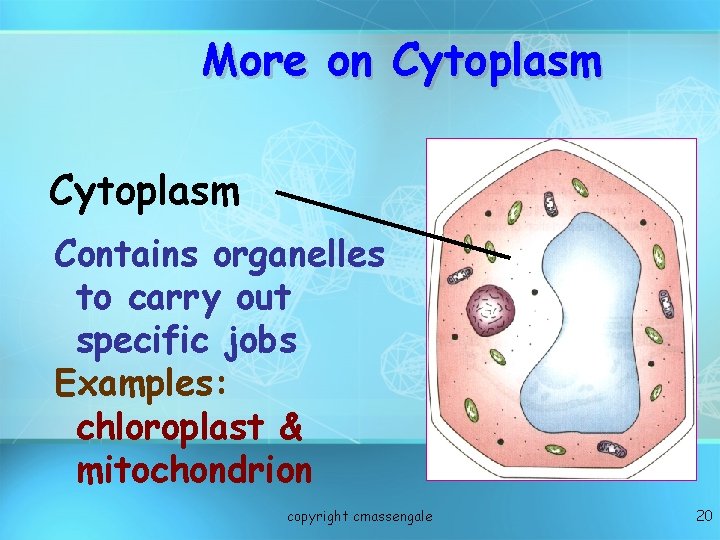 More on Cytoplasm Contains organelles to carry out specific jobs Examples: chloroplast & mitochondrion