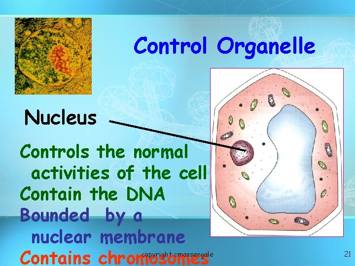 Control Organelle Nucleus Controls the normal activities of the cell Contain the DNA Bounded