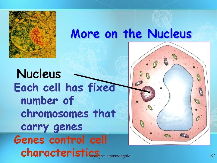 More on the Nucleus Each cell has fixed number of chromosomes that carry genes