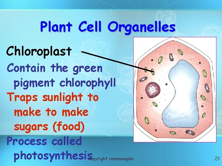 Plant Cell Organelles Chloroplast Contain the green pigment chlorophyll Traps sunlight to make sugars