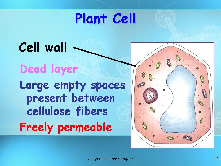 Plant Cell wall Dead layer Large empty spaces present between cellulose fibers Freely permeable