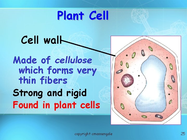 Plant Cell wall Made of cellulose which forms very thin fibers Strong and rigid