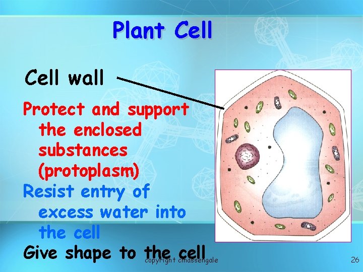 Plant Cell wall Protect and support the enclosed substances (protoplasm) Resist entry of excess