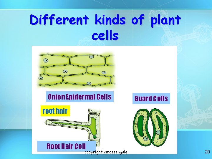 Different kinds of plant cells Onion Epidermal Cells Guard Cells root hair Root Hair