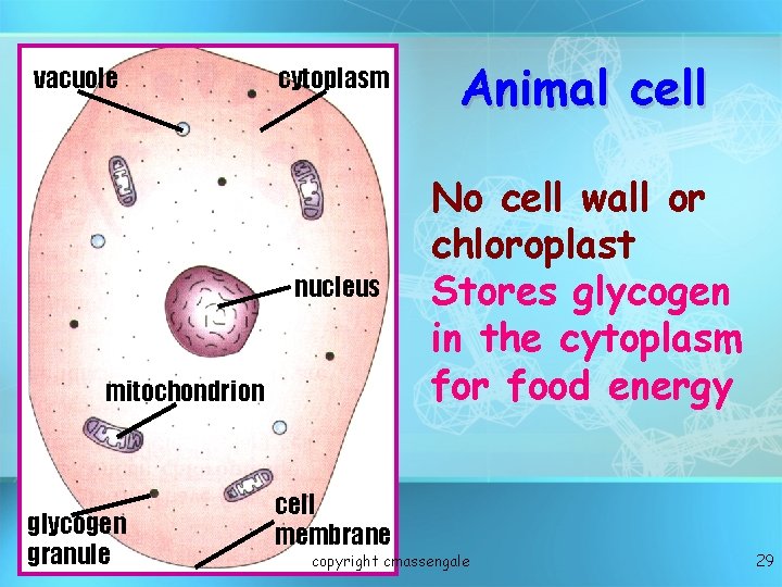 vacuole cytoplasm Animal cell nucleus No cell wall or chloroplast Stores glycogen in the