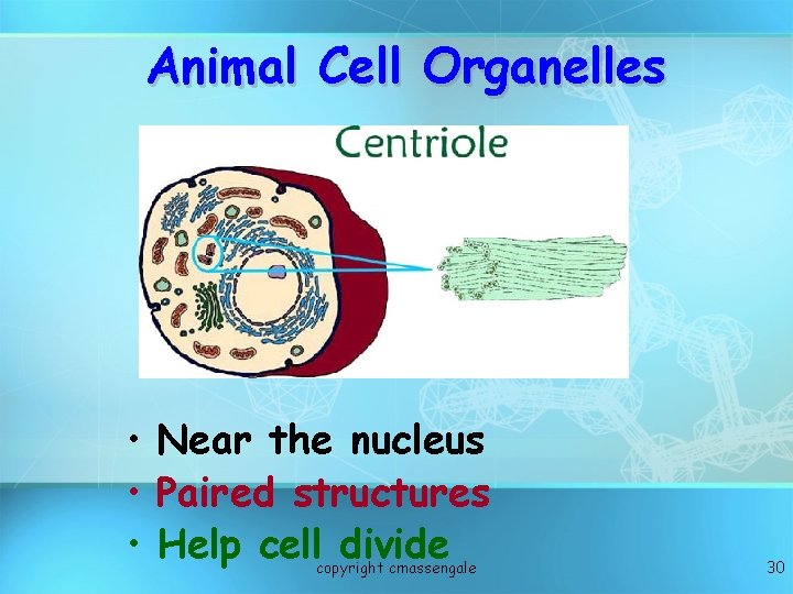 Animal Cell Organelles • Near the nucleus • Paired structures • Help cell divide